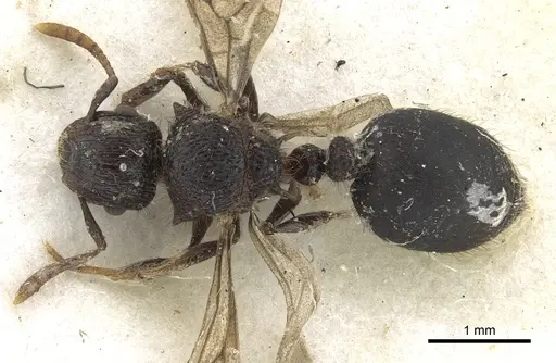 Meranoplus niger - CASENT0902040