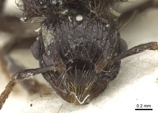 Meranoplus niger - CASENT0902040