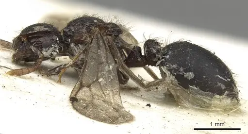 Meranoplus niger - CASENT0902040