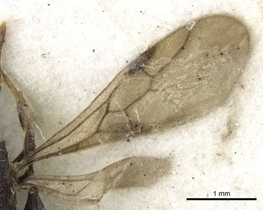 Meranoplus niger - CASENT0902040