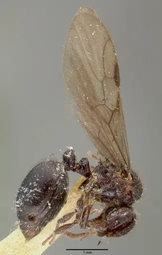 Meranoplus niger - CASTYPE06968-01