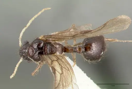 Meranoplus niger - CASTYPE06968-02