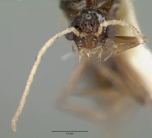 Meranoplus niger - CASTYPE06968-02