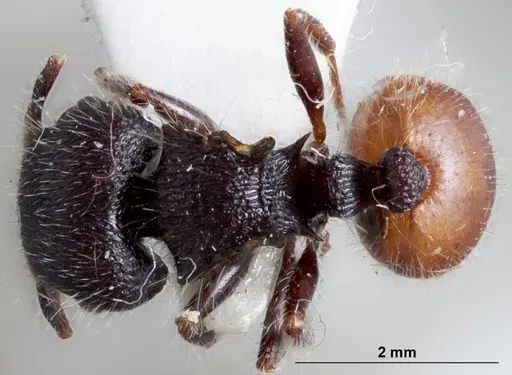 Meranoplus occidentalis specimen