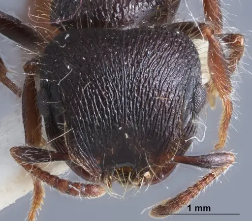 Meranoplus occidentalis specimen