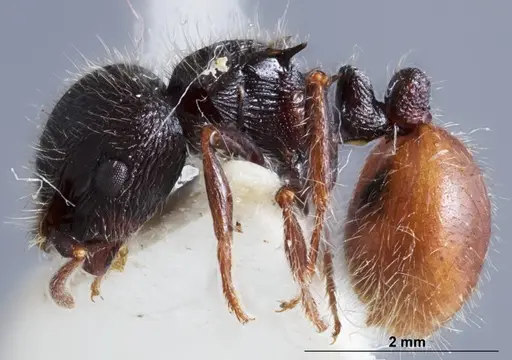 Meranoplus occidentalis specimen