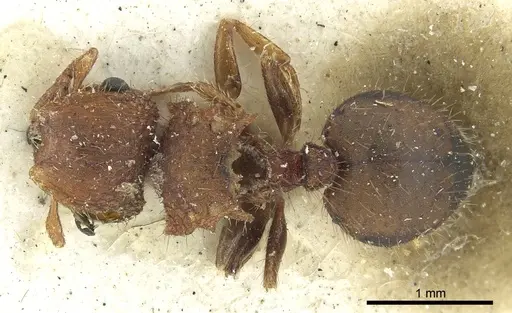 Meranoplus oceanicus specimen