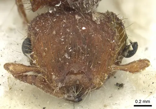 Meranoplus oceanicus specimen