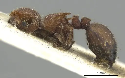 Meranoplus oceanicus specimen