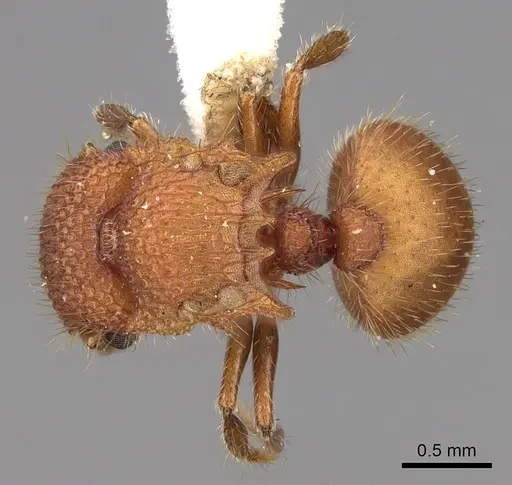 Meranoplus oceanicus - CASENT0922913