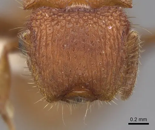 Meranoplus oceanicus - CASENT0922913