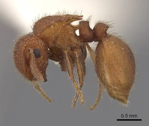 Meranoplus oceanicus - CASENT0922913