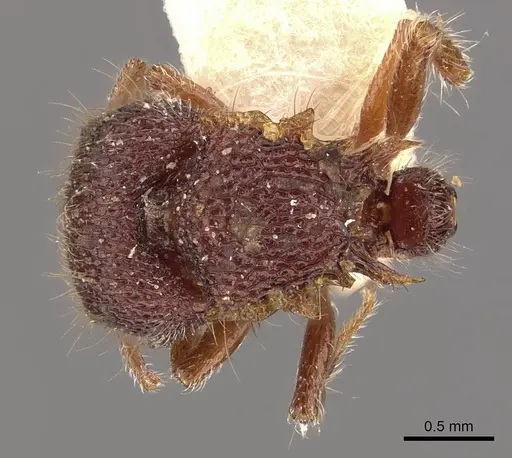 Meranoplus oxleyi specimen