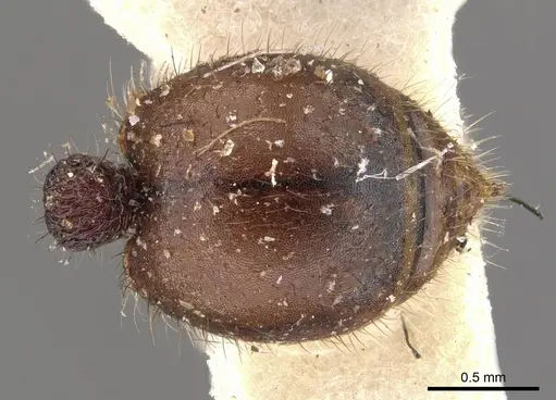 Meranoplus oxleyi specimen