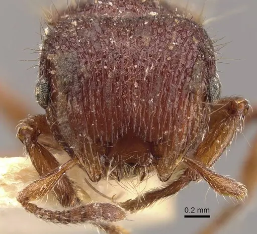 Meranoplus oxleyi specimen