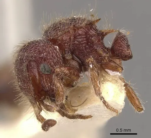 Meranoplus oxleyi - CASENT0908937
