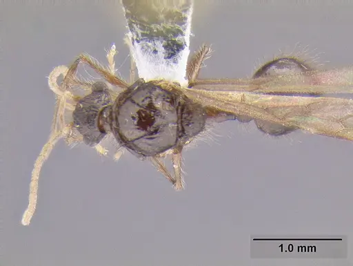 Meranoplus parviumgulatus specimen