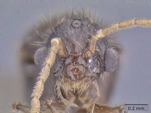 Meranoplus parviumgulatus specimen