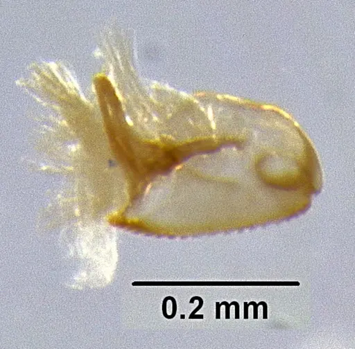 Meranoplus parviumgulatus specimen