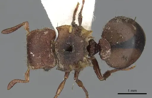 Meranoplus pubescens specimen