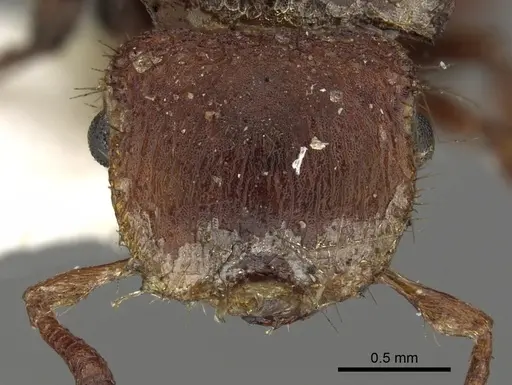 Meranoplus pubescens specimen