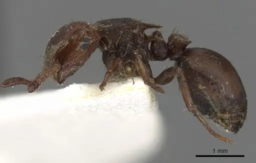 Meranoplus pubescens specimen