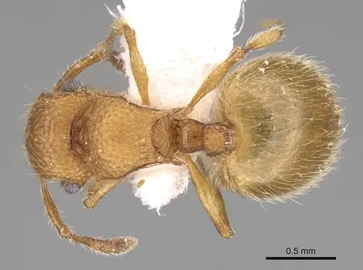 Meranoplus pulcher specimen