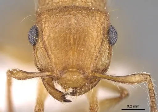 Meranoplus pulcher specimen