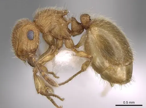 Meranoplus pulcher specimen