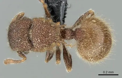 Meranoplus puryi specimen