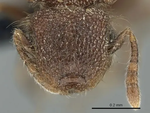 Meranoplus puryi specimen