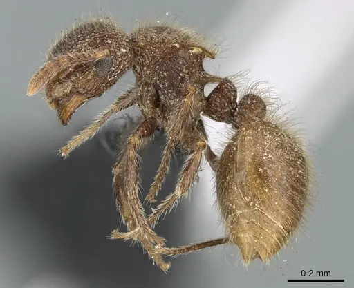 Meranoplus puryi specimen