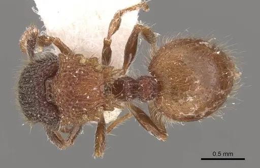 Meranoplus puryi - CASENT0908947