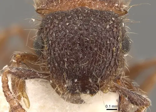 Meranoplus puryi - CASENT0908947