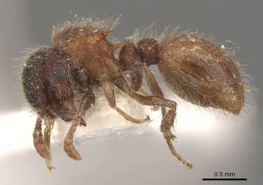 Meranoplus puryi - CASENT0908947