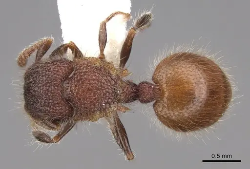 Meranoplus puryi - CASENT0922922