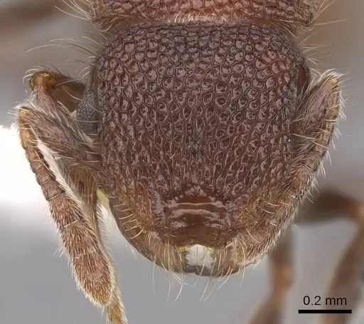 Meranoplus puryi - CASENT0922922