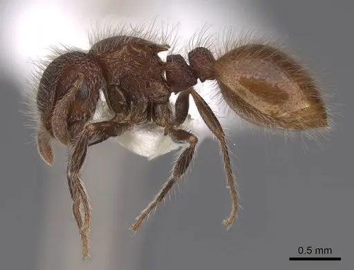 Meranoplus puryi - CASENT0922922