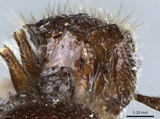 Meranoplus radamae specimen