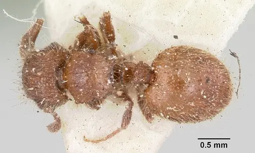 Meranoplus radamae - CASENT0101238