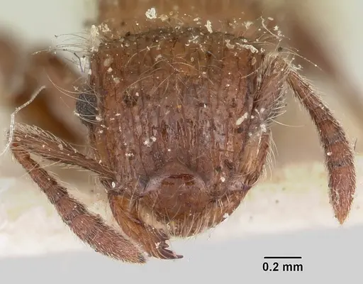 Meranoplus radamae - CASENT0101238