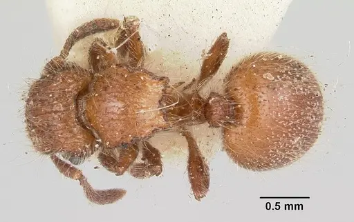 Meranoplus radamae - CASENT0101239