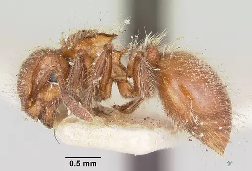 Meranoplus radamae - CASENT0101239
