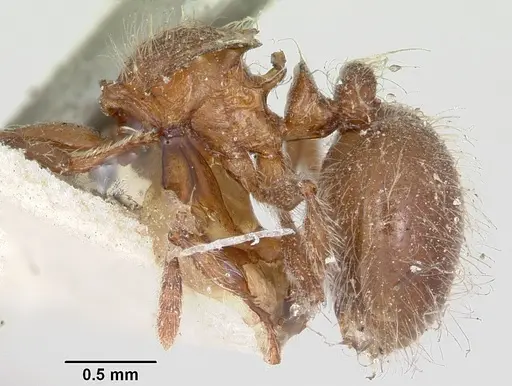 Meranoplus radamae - CASENT0101634