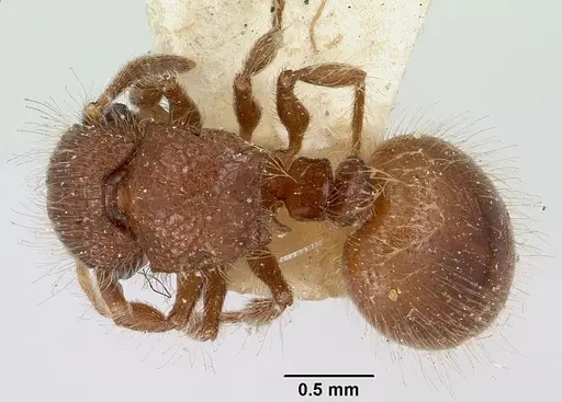 Meranoplus radamae - CASENT0101641