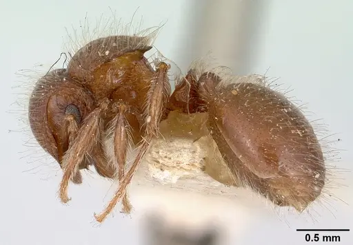 Meranoplus radamae - CASENT0101641