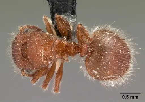 Meranoplus radamae - CASENT0102066