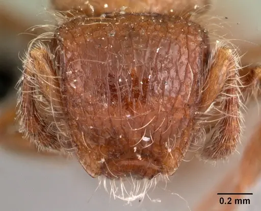 Meranoplus radamae - CASENT0102066