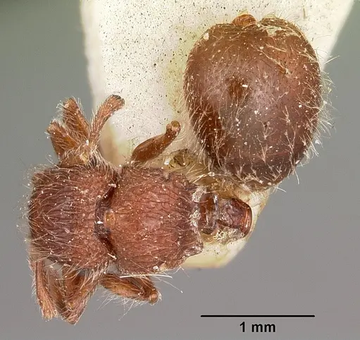 Meranoplus radamae - CASENT0104611
