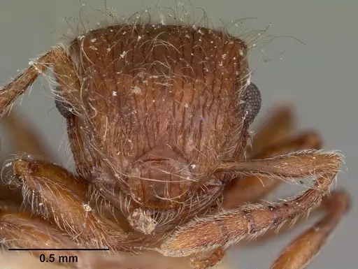 Meranoplus radamae - CASENT0104611